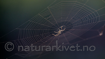 BB 14 0169 / Metellina mengei